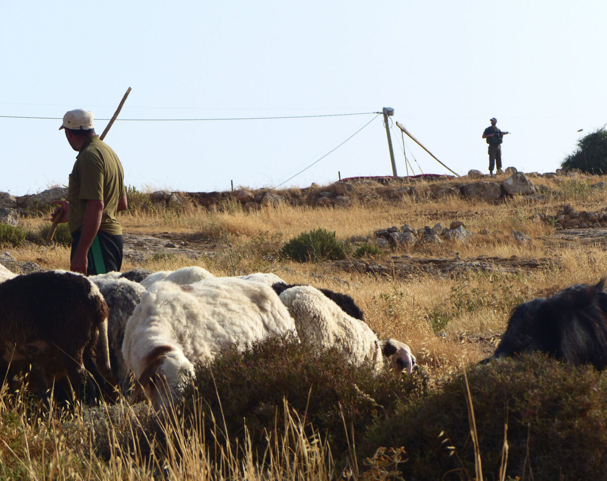 Palestinian shepherd is watched by Israeli soldier as he herds his sheep