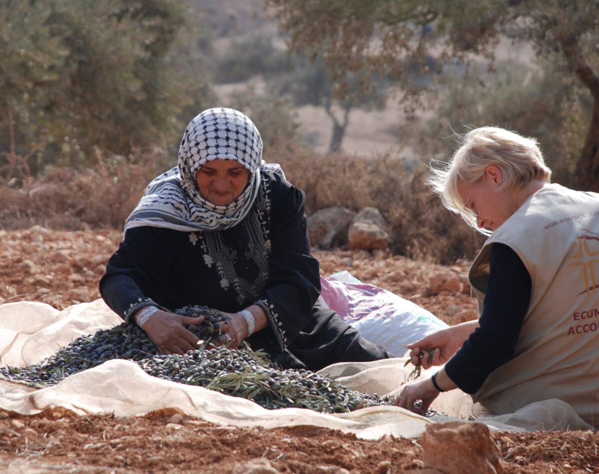 An EA and a Palestinian woman harvest olives together
