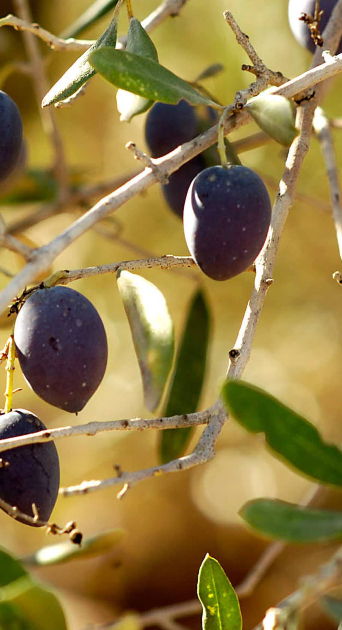 Olives in the sunlight