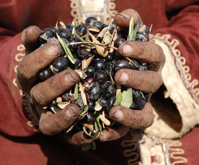 Hands holding olives in Yanoun