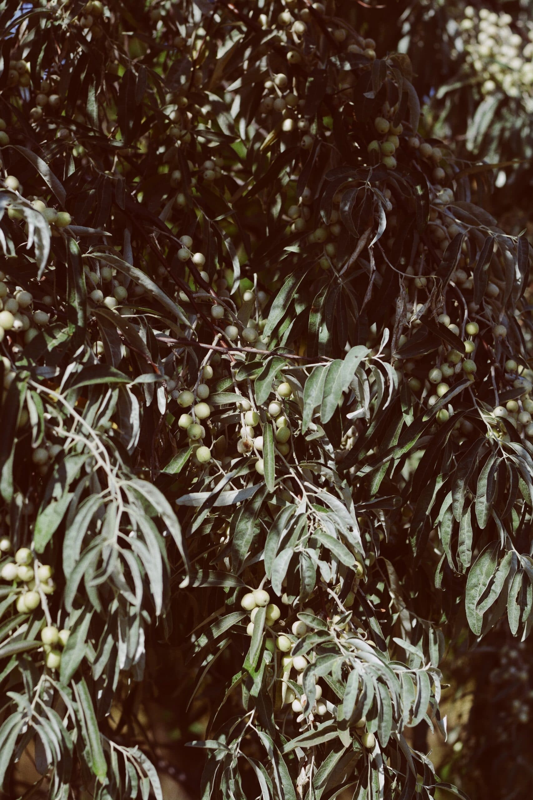 A close up of an olive tree