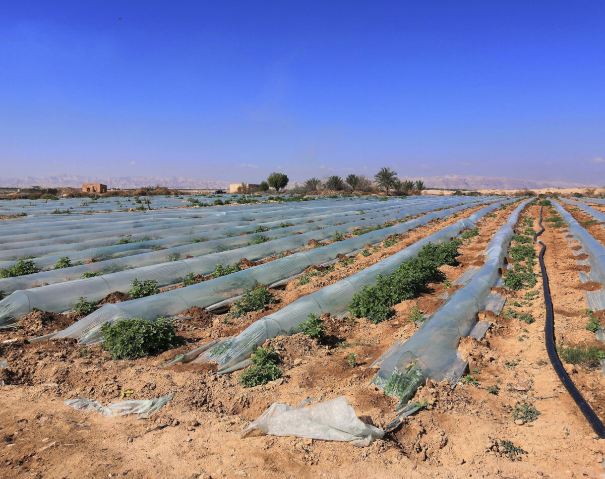 Palestinian crops covered in plastic to keep in the moisture