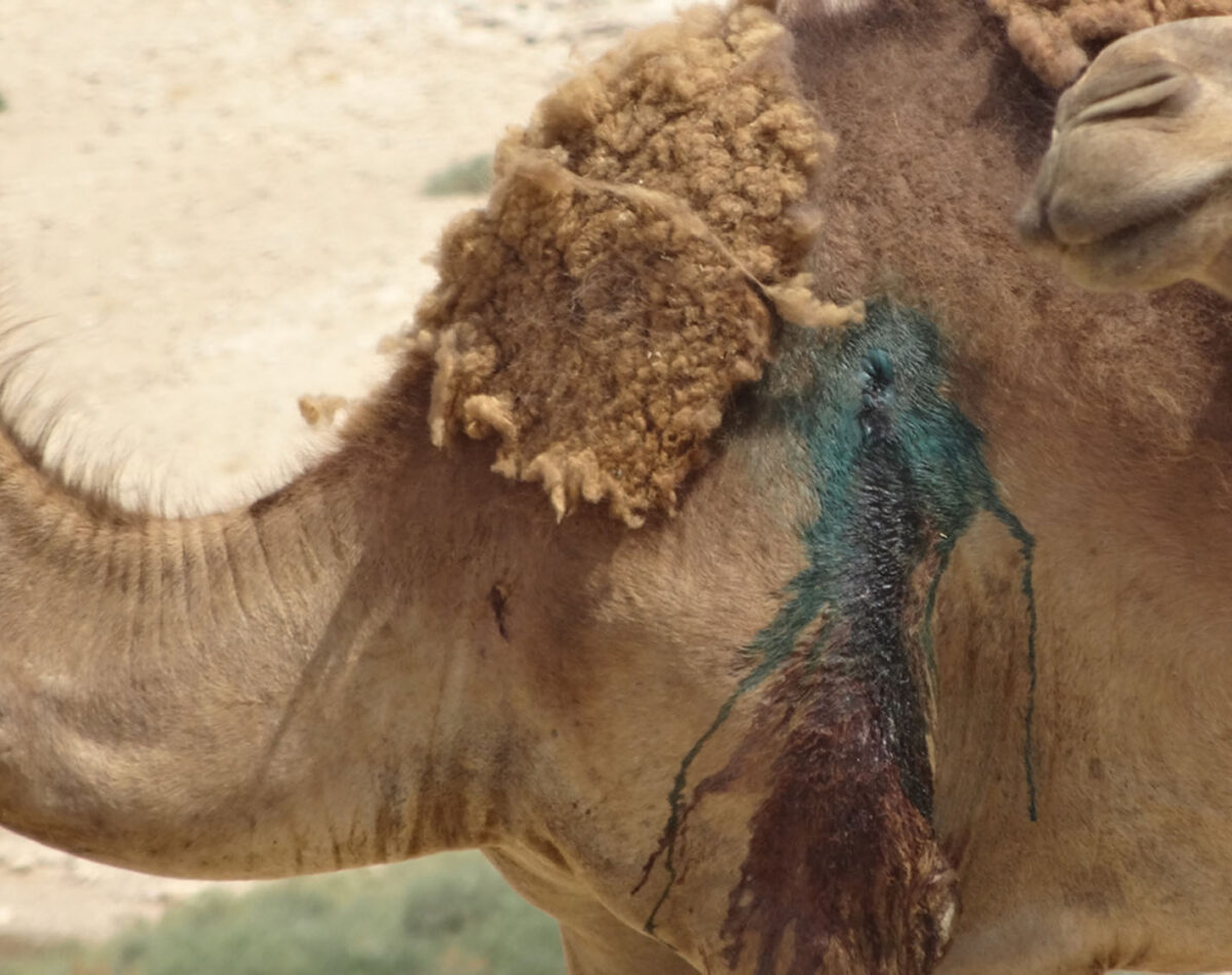 A Palestinian camel hurt by Israeli settlers