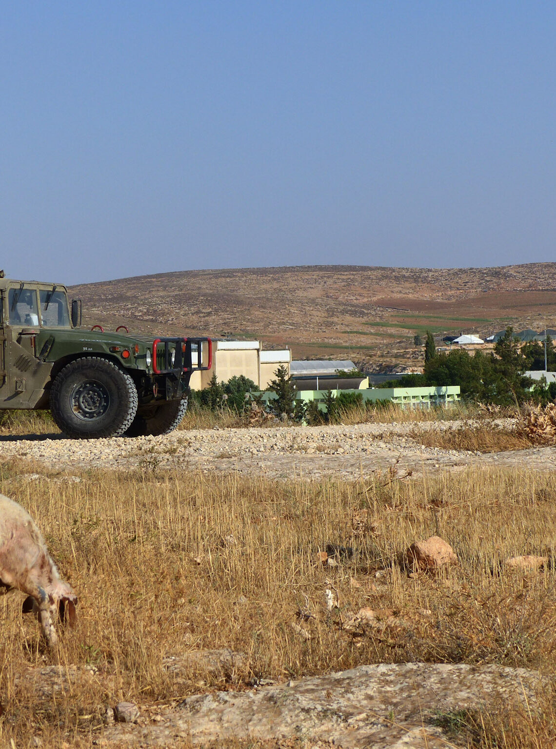 A Palestinian shepherd tends to his land and flocked whilst being watched by the Israeli military