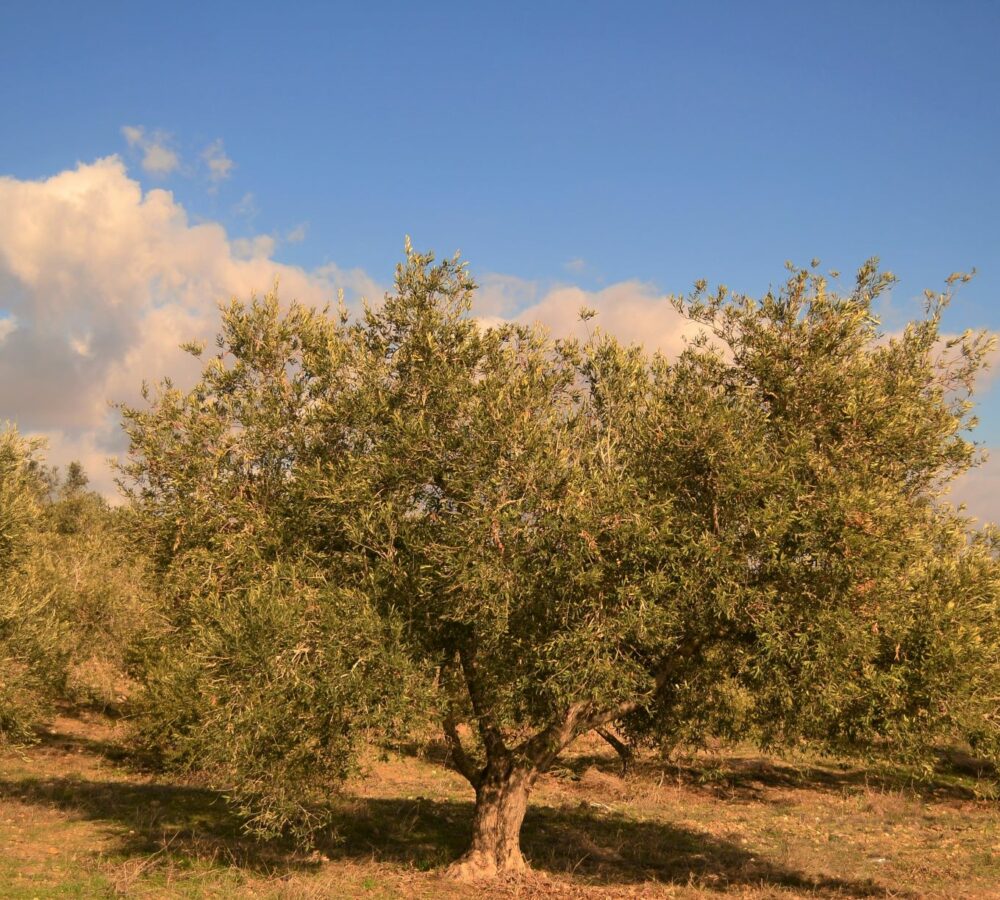 DSC_0146 2 small Olive tree