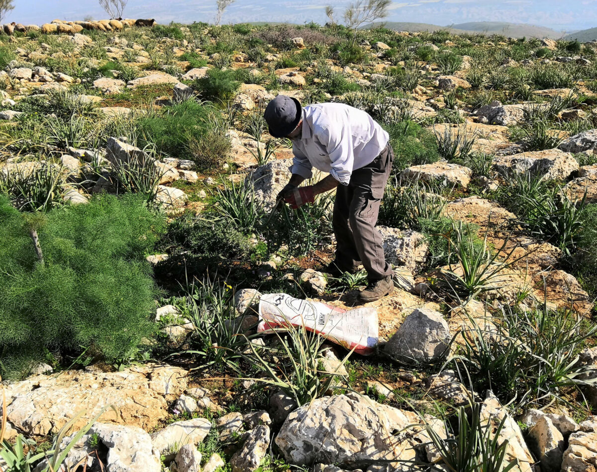 A Palestine farmer works his fields