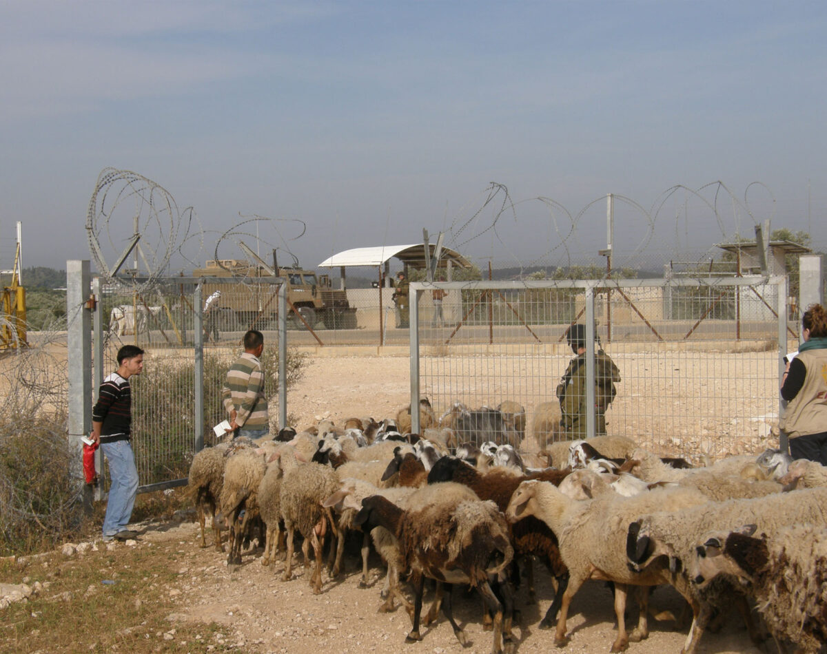 A Palestinian farmer crosses an agricultural gate with his sheep