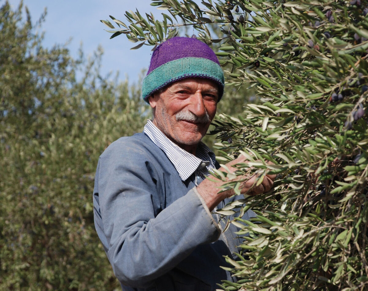 Palestinian man picking olives in Yanoun