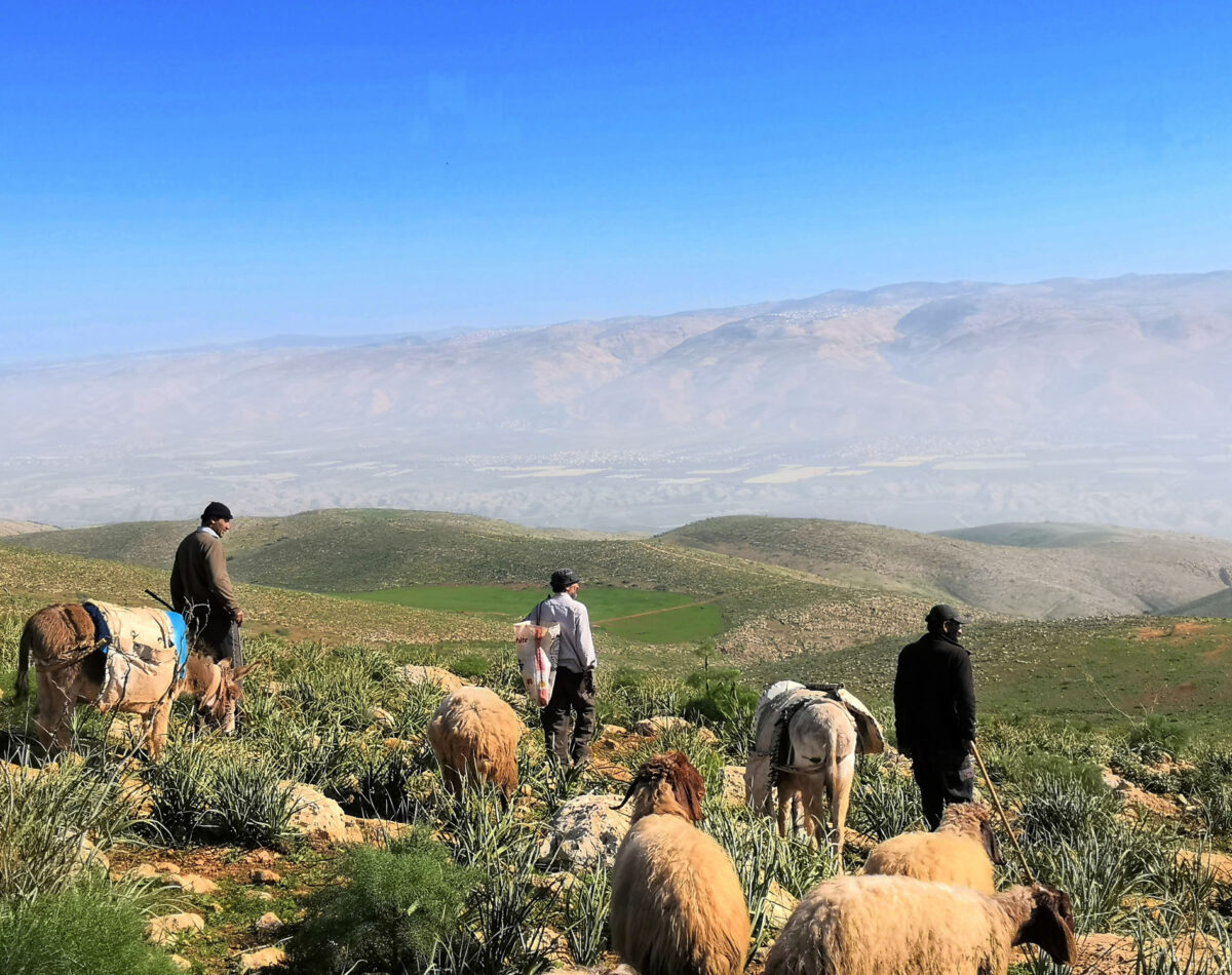 Palestinian shepherds with their sheep on a hillside in the Jordan Valley