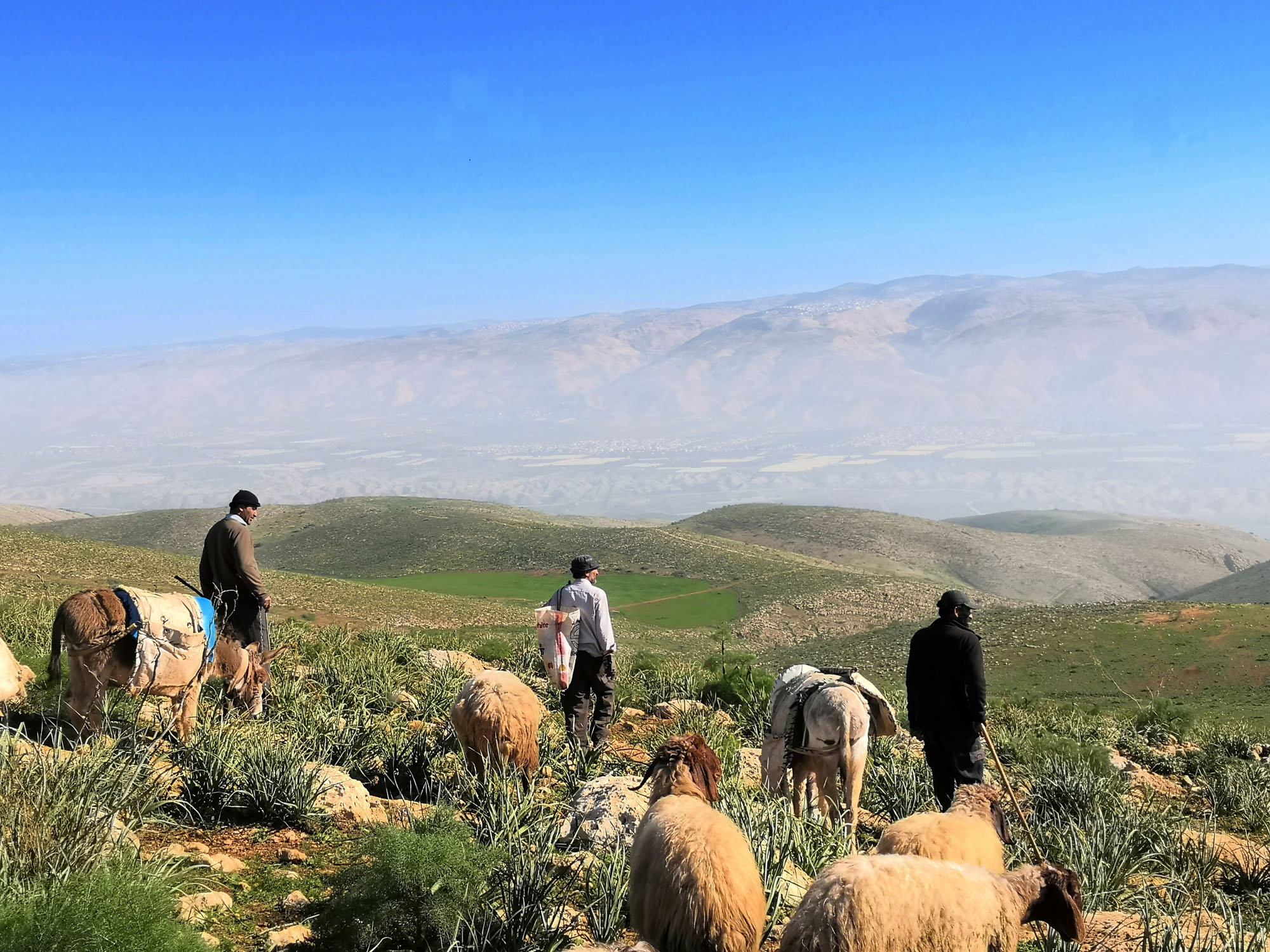 Palestinian shepherds with their sheep on a hillside in the Jordan Valley