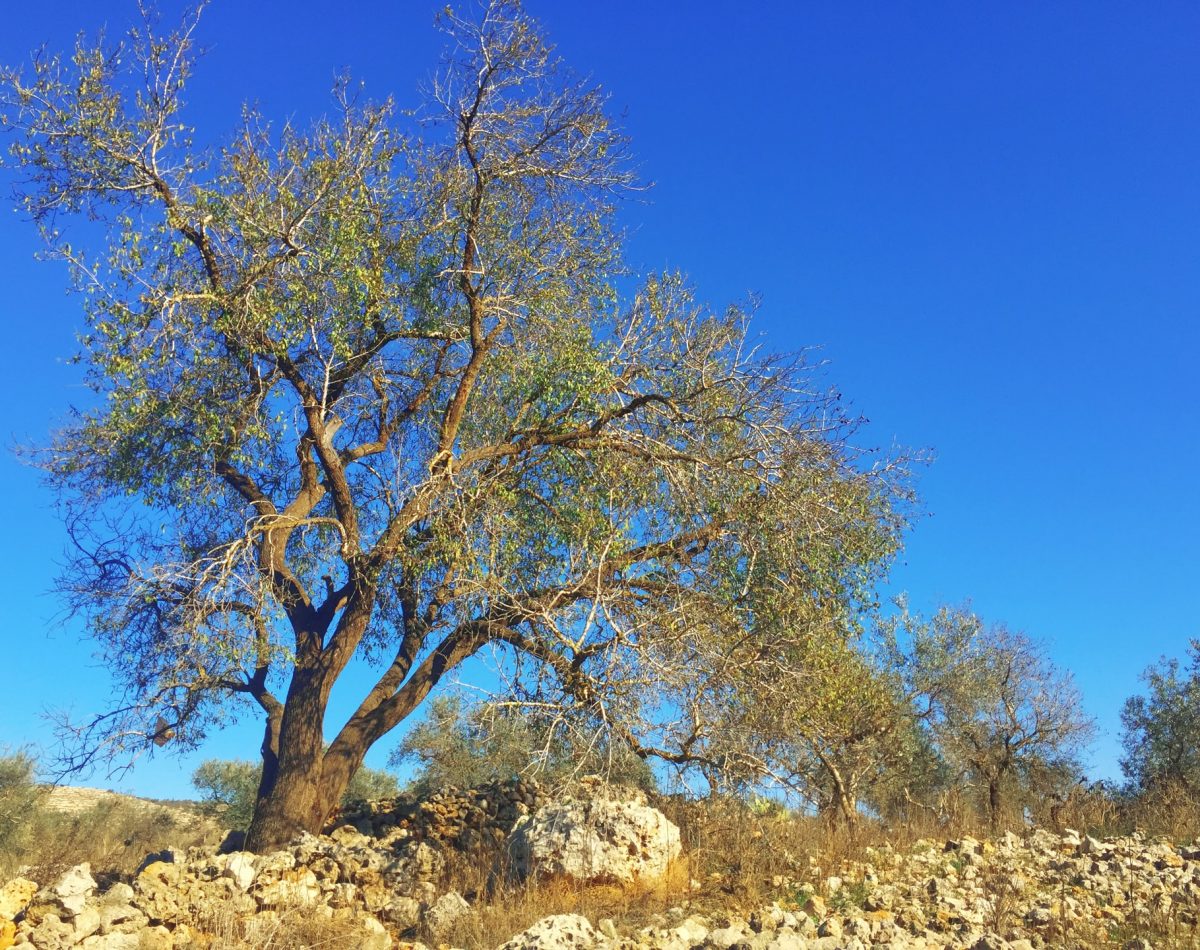 Olive tree and blue sky