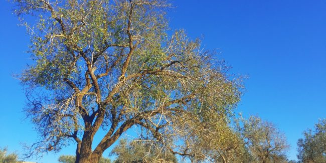 Olive tree and blue sky