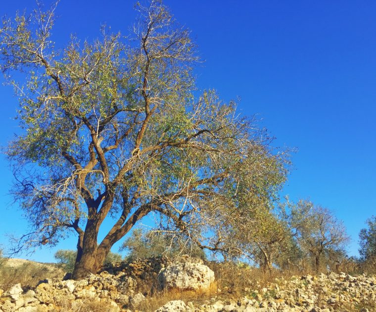 Olive tree and blue sky