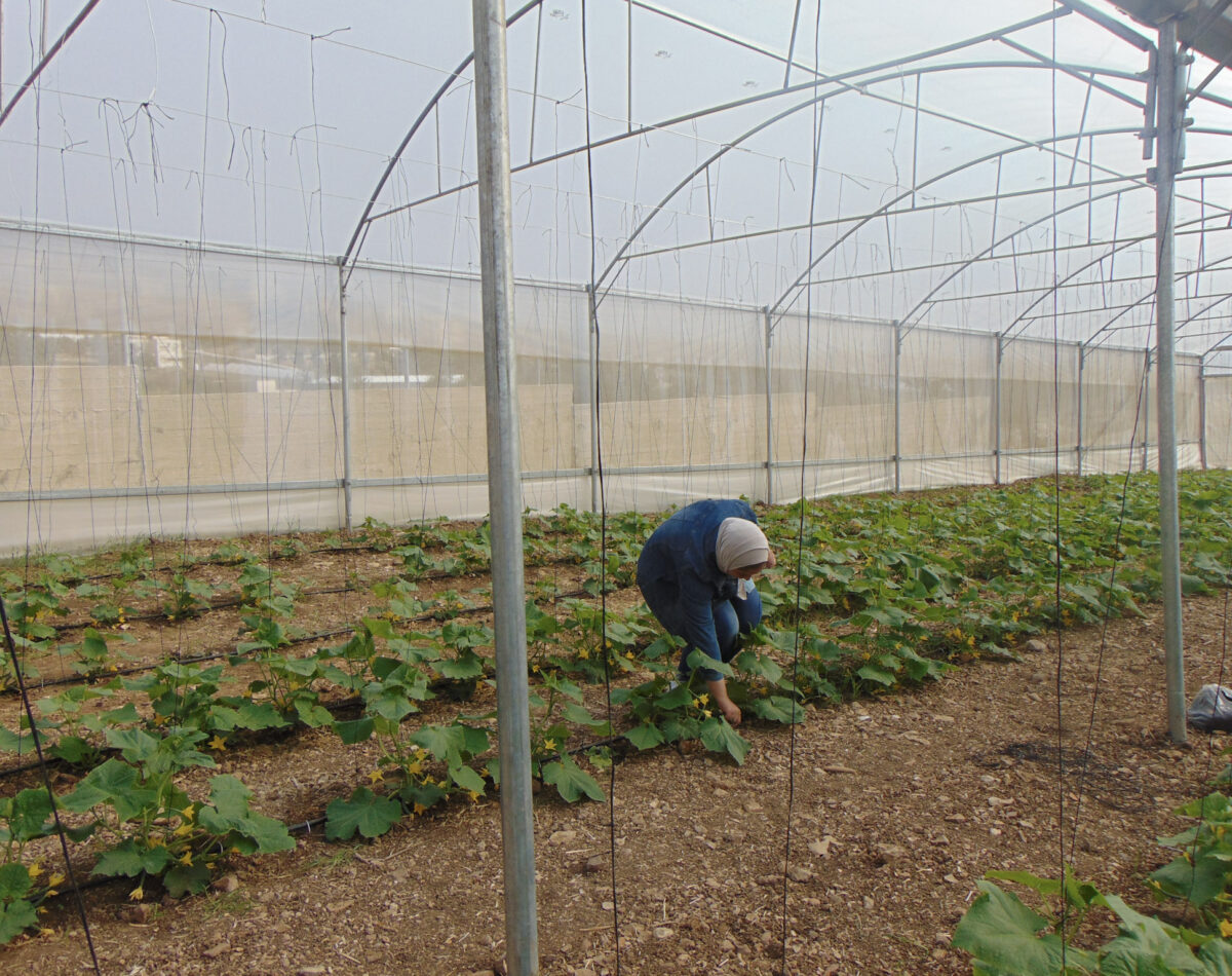 Palestinian teachers tends to the greenhouse at the schoo