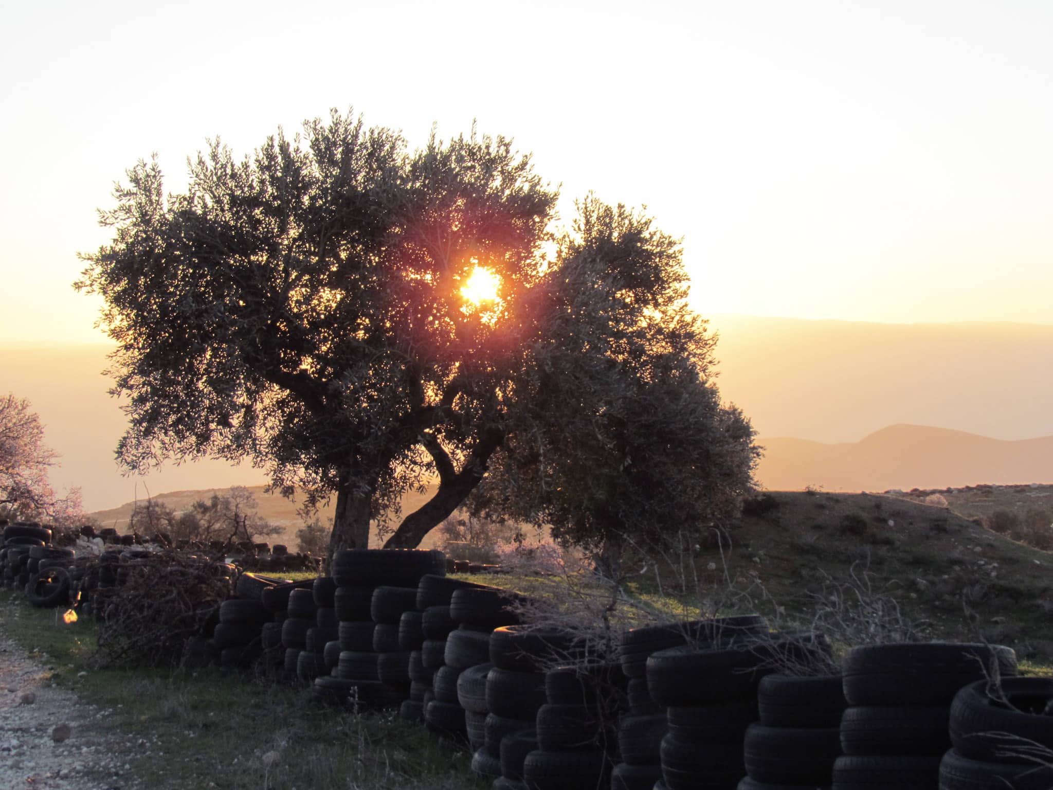 T Sunset through an olive tree in Yanoun
