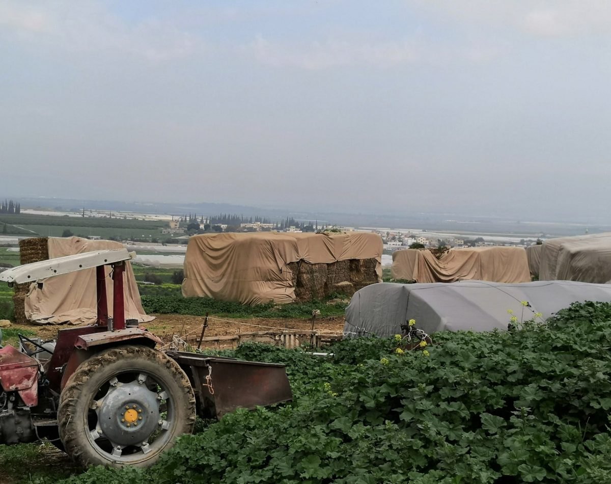 The haystacks, Abu Mahyoub is forced to purchase despite have acres of pasture land