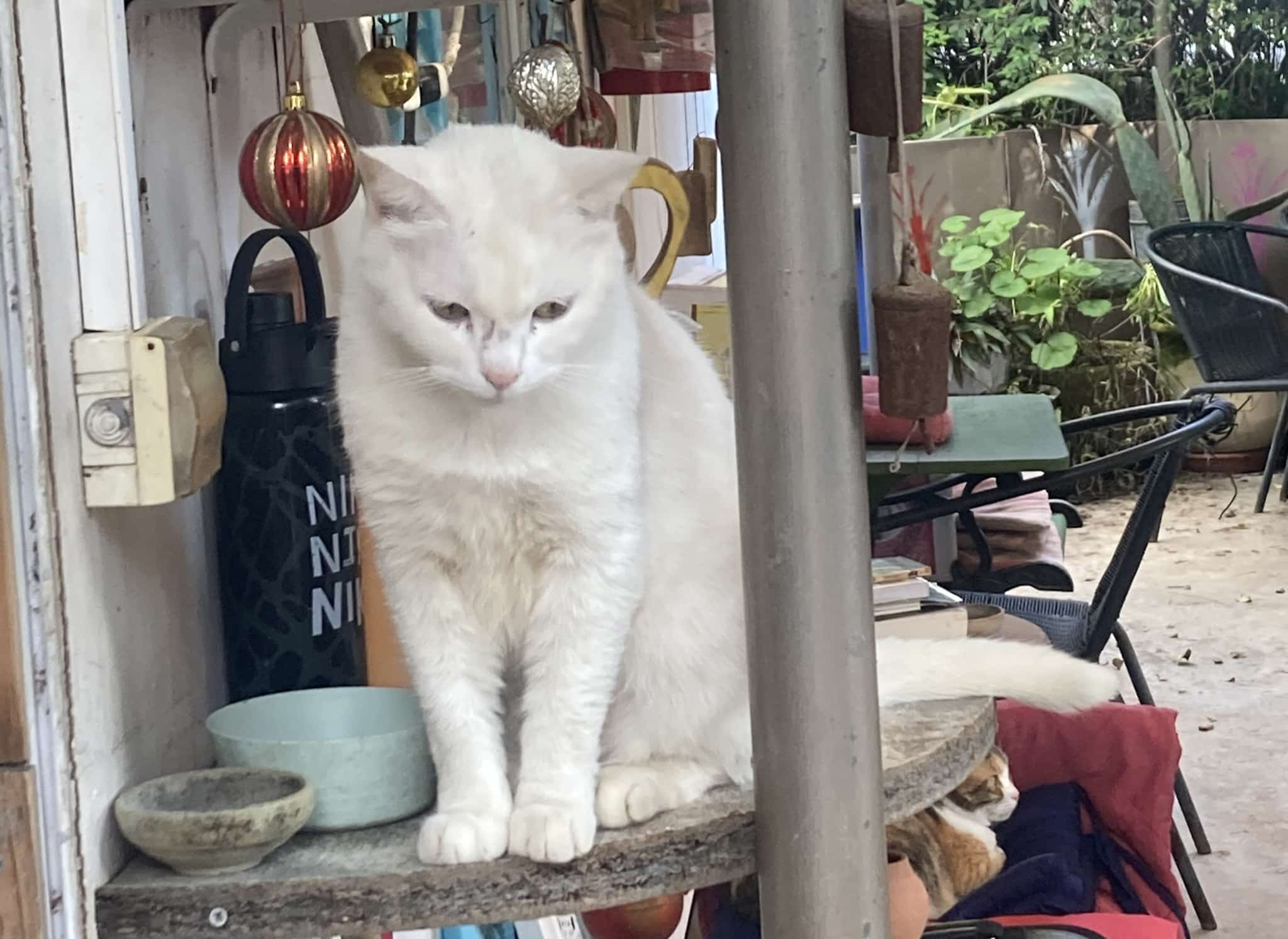 Feb 24 NS Cat
