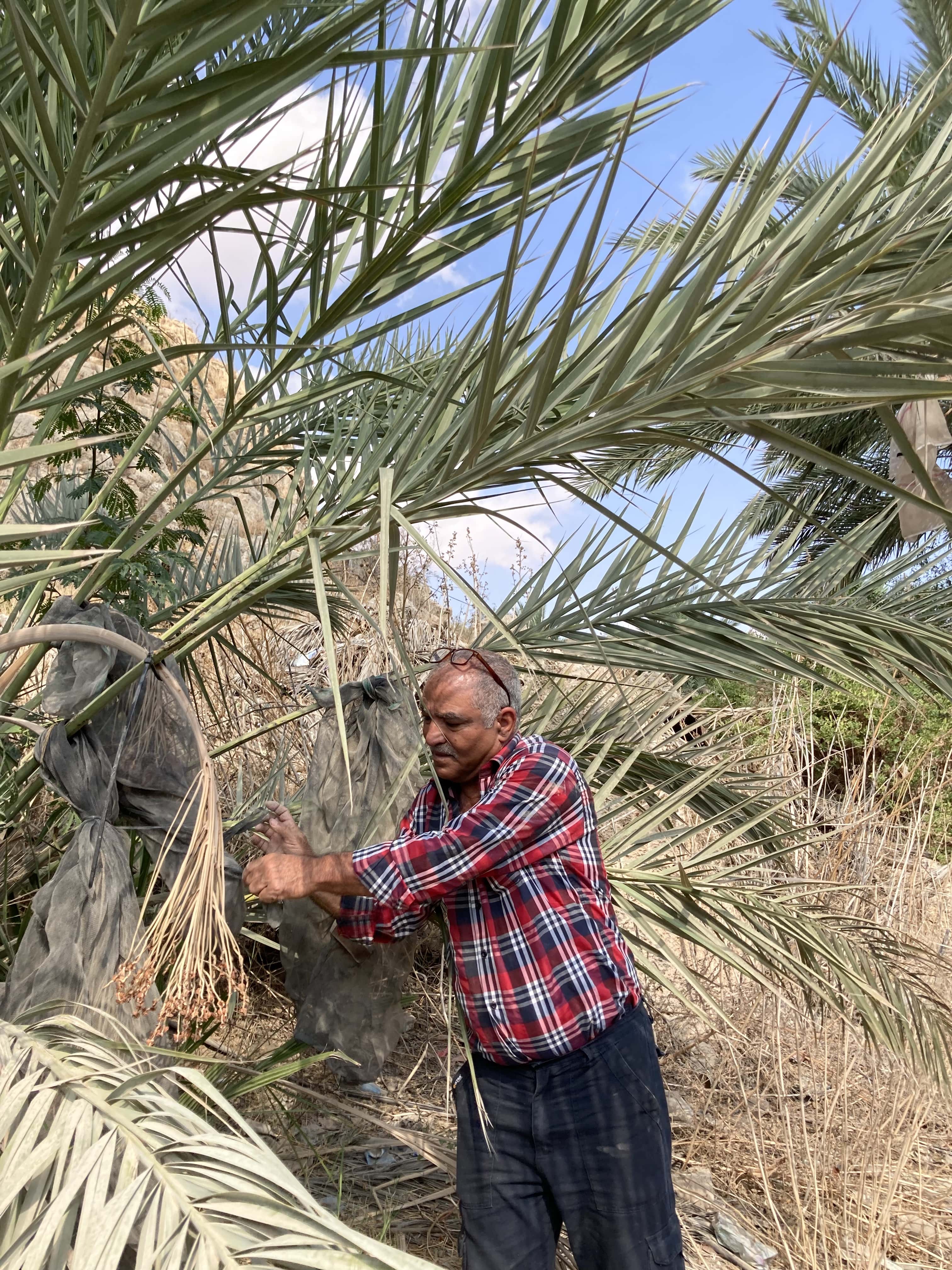 Mahmoud and his date palm tree, Jordan Valley A photo of a man holding dates hanging from a date tree in a field. He is wearing a plad shirt and has glasses on his head. He is looking at the dates. The sky is blue.