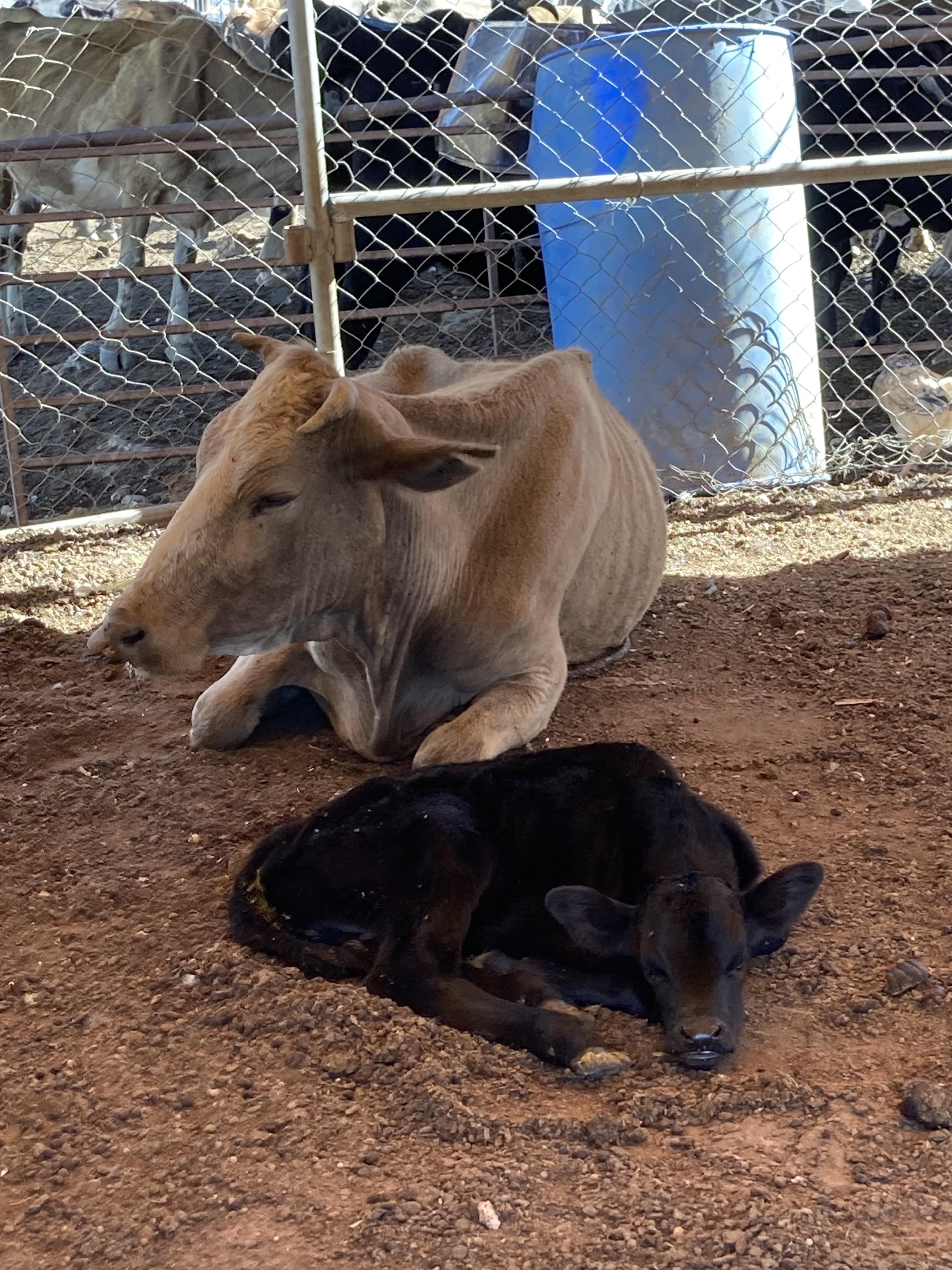 Water blog photo 4 cowcalf-min A little brown cow is lying with her calf, a dark shade of brown on dirt in a fenced enclosure. The calf is sleeping, the mother is relaxed. Some of her ribs are visible. In the background there are more cows in another enclosure.