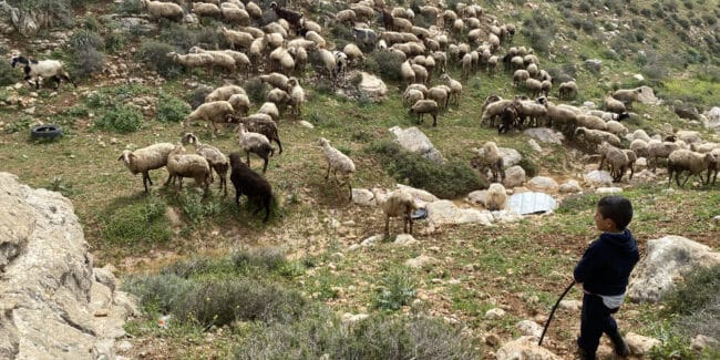 Flock of sheep on green hills with a child with his back turned.