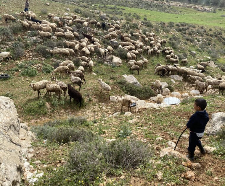 Flock of sheep on green hills with a child with his back turned.