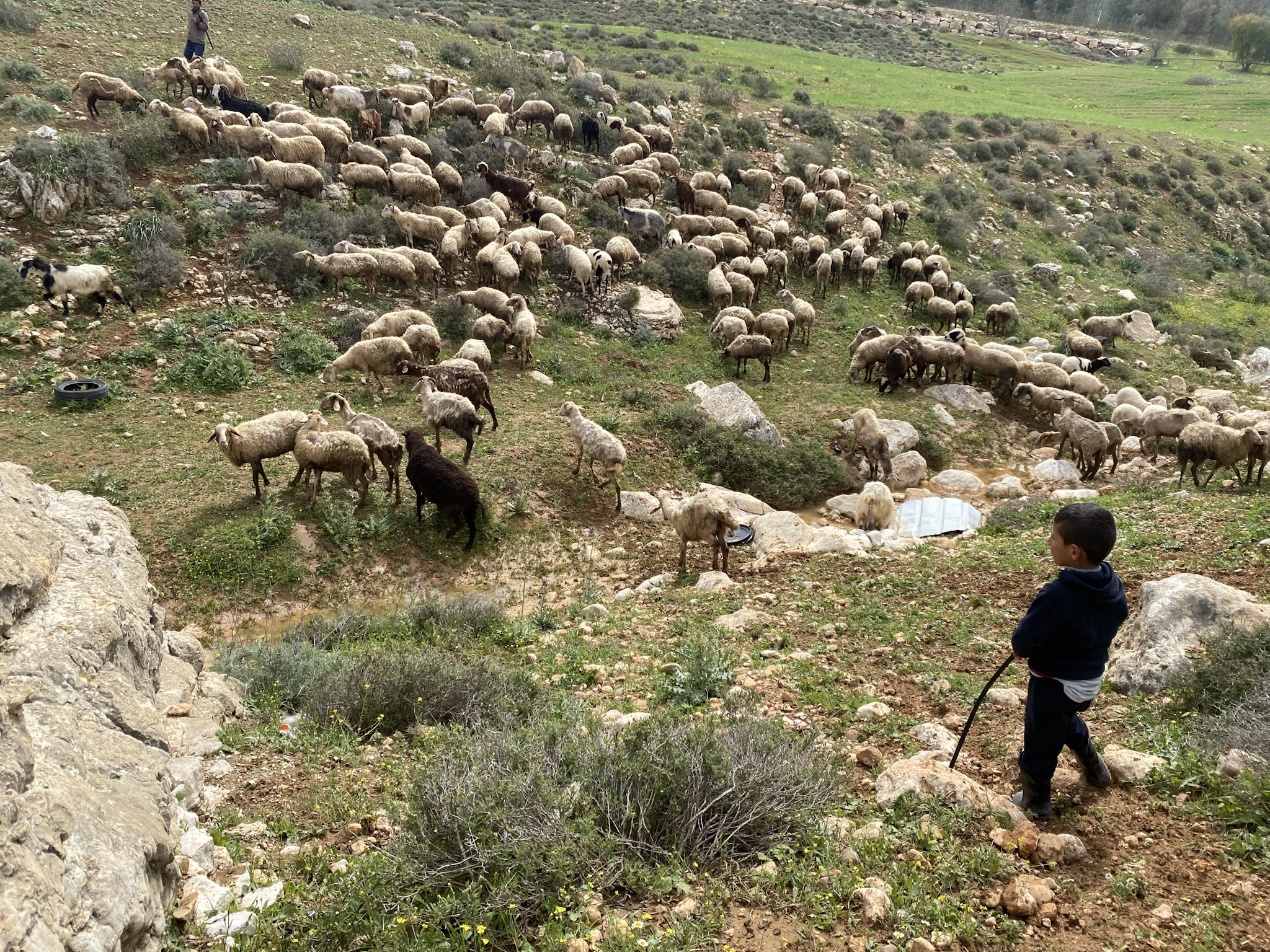 Flock of sheep on green hills with a child with his back turned.