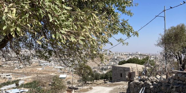 A photo of a dirt road with an olive tree hanging over it. In the back a small one story concrete house and some hills. The sky is blue.