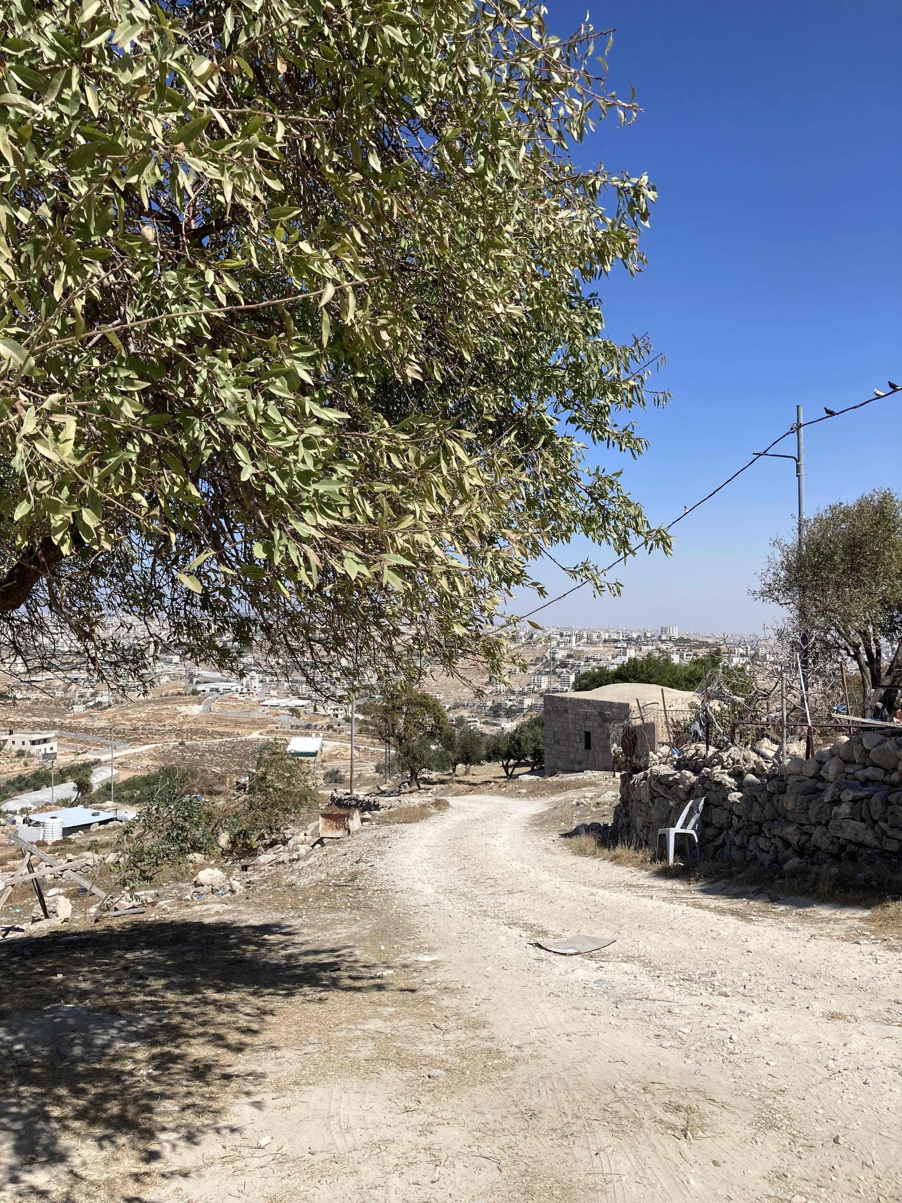 Yassin family land_EAPPI-min A photo of a dirt road with an olive tree hanging over it. In the back a small one story concrete house and some hills. The sky is blue.