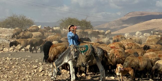 A shepherd drinking water, holding this cane with his flock of sheep in the background, his donkey in front and a dog on the side. You can see the hills of the Jordan Valley in the background and clouds against a blue sky.