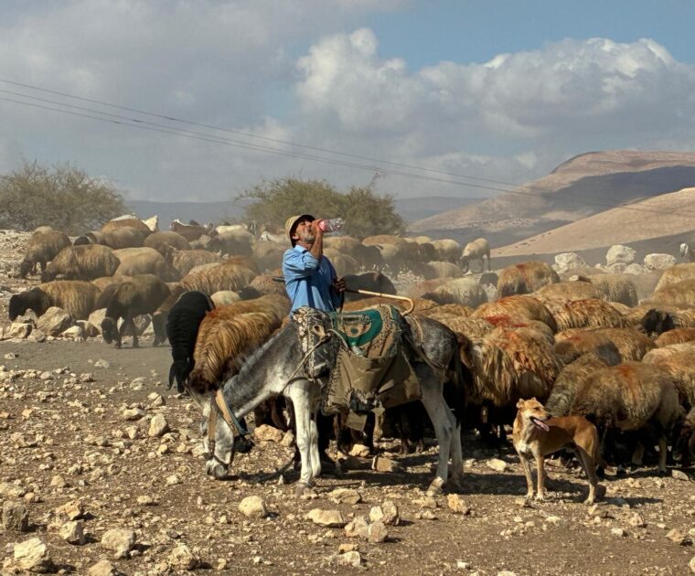 A shepherd drinking water, holding this cane with his flock of sheep in the background, his donkey in front and a dog on the side. You can see the hills of the Jordan Valley in the background and clouds against a blue sky.
