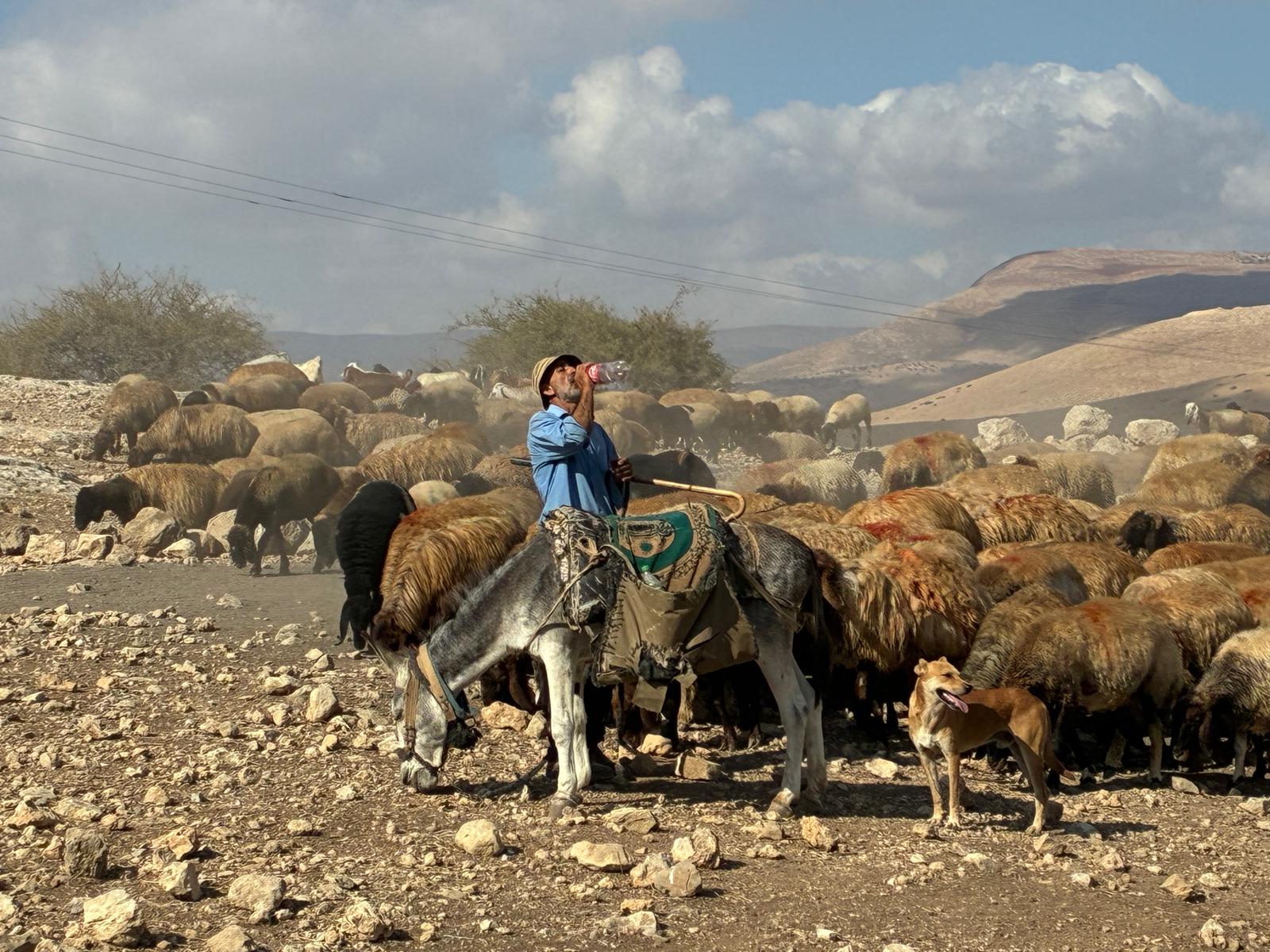 A shepherd drinking water, holding this cane with his flock of sheep in the background, his donkey in front and a dog on the side. You can see the hills of the Jordan Valley in the background and clouds against a blue sky.